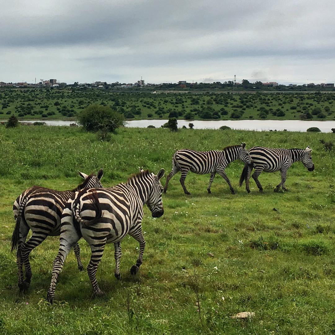 Nairobi Safaris